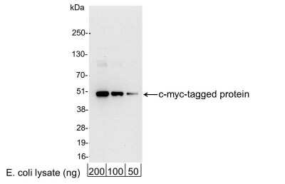 Western Blot: c-Myc Antibody [HRP] [NB600-341] - 200, 100, or 50 ng of E. coli whole cell lysate expressing a multi-tag fusion protein. Antibody used for WB at 0.4 ug/ml (1:25,000).